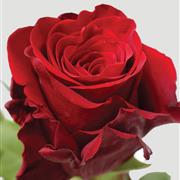 add an Explorer red rose